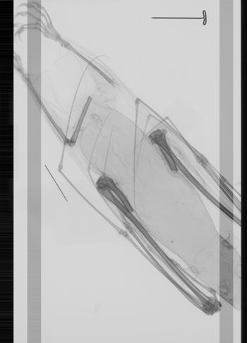 Media type: image; Mammalogy 35053   Description: Xray of skin.;